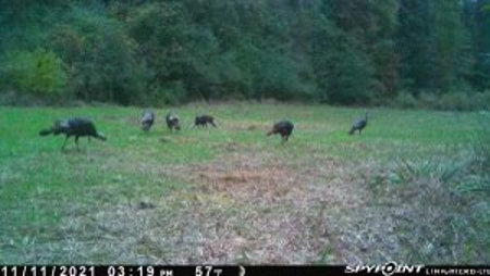 35.3 Acres Land for Sale Amite County, MS - image 12