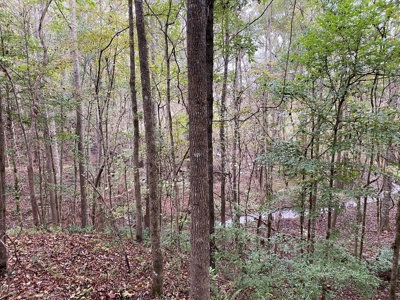 35.3 Acres Land for Sale Amite County, MS - image 10