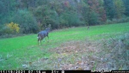 35.3 Acres Land for Sale Amite County, MS - image 15