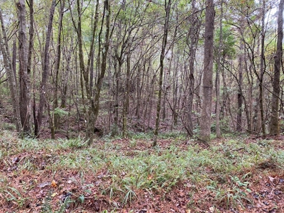 35.3 Acres Land for Sale Amite County, MS - image 2