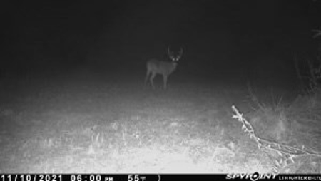 35.3 Acres Land for Sale Amite County, MS - image 11