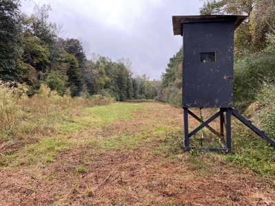35.3 Acres Land for Sale Amite County, MS - image 1