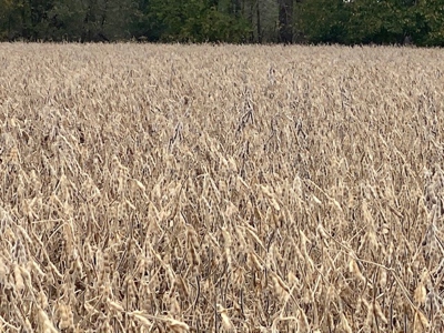 137 Acres Big Creek Bottom For Sale Nw Mo - image 7