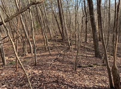 Wooded Lot for Sale Online Auction Claiborne County TN - image 6