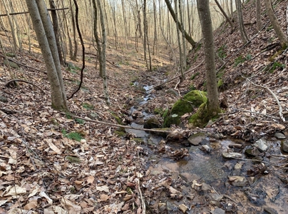 Wooded Lot for Sale Online Auction Claiborne County TN - image 8