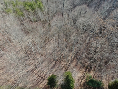 Wooded Lot for Sale Online Auction Claiborne County TN - image 21