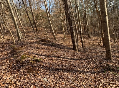 Wooded Lot for Sale Online Auction Claiborne County TN - image 2