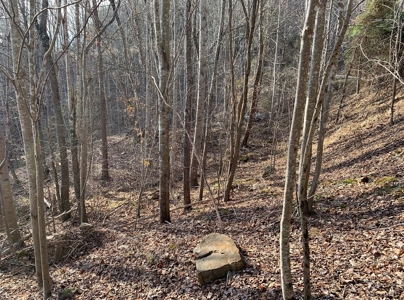 Wooded Lot for Sale Online Auction Claiborne County TN - image 4