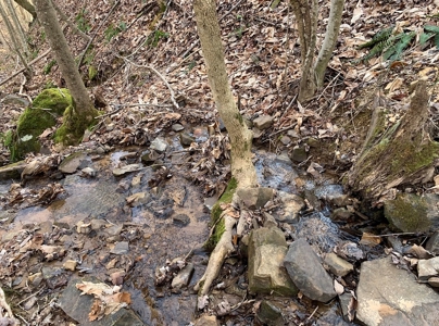 Wooded Lot for Sale Online Auction Claiborne County TN - image 9
