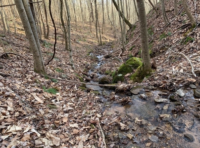 Wooded Lot for Sale Online Auction Claiborne County TN - image 7