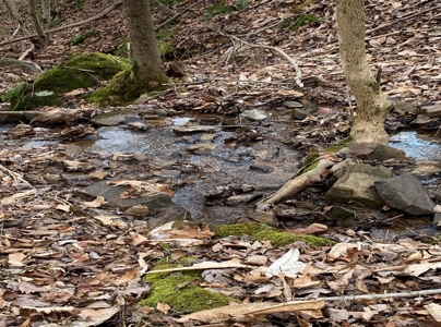 Wooded Lot for Sale Online Auction Claiborne County TN - image 13