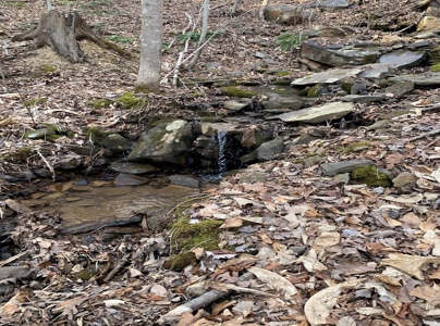 Wooded Lot for Sale Online Auction Claiborne County TN - image 12