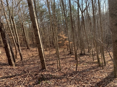 Wooded Lot for Sale Online Auction Claiborne County TN - image 3