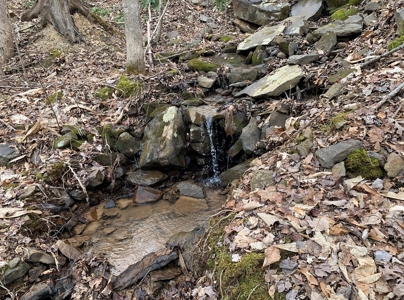Wooded Lot for Sale Online Auction Claiborne County TN - image 11