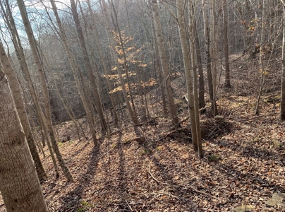 Wooded Lot for Sale Online Auction Claiborne County TN - image 5