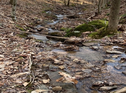 Wooded Lot for Sale Online Auction Claiborne County TN - image 14