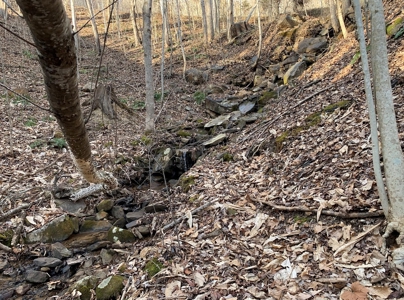 Wooded Lot for Sale Online Auction Claiborne County TN - image 10