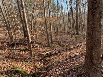 Wooded Lot for Sale Online Auction Claiborne County TN - image 1