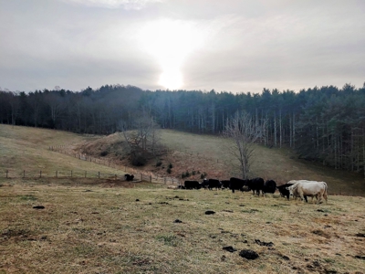 Farm for Sale in Willis VA - image 7
