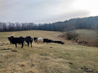 Farm for Sale in Willis VA - image 8