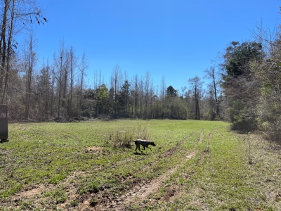 Hunting Land in Crenshaw County - image 4