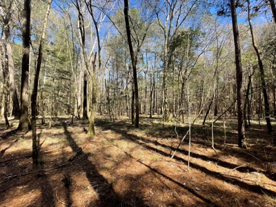 Hunting Land in Crenshaw County - image 35