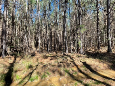 Hunting Land in Crenshaw County - image 41