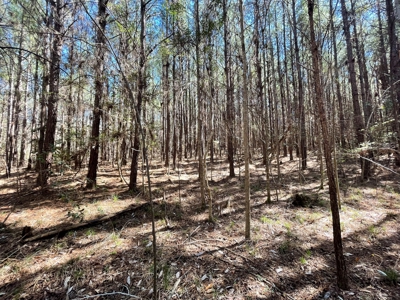 Hunting Land in Crenshaw County - image 37