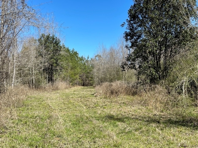 Hunting Land in Crenshaw County - image 11