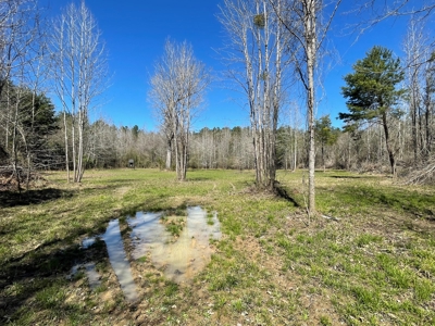 Hunting Land in Crenshaw County - image 19