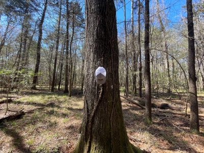 Hunting Land in Crenshaw County - image 40