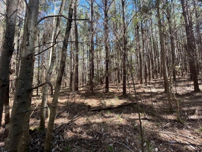 Hunting Land in Crenshaw County - image 38