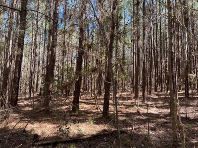 Hunting Land in Crenshaw County - image 39