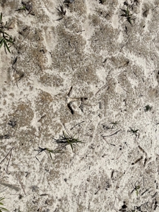 Hunting Land in Crenshaw County - image 21