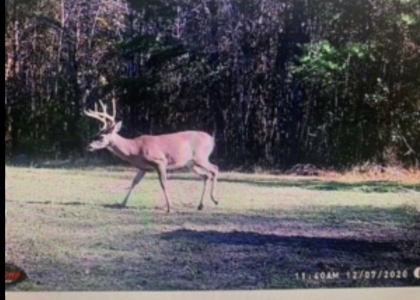 Hunting Land in Crenshaw County - image 42