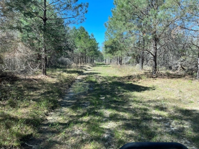 Hunting Land in Crenshaw County - image 16