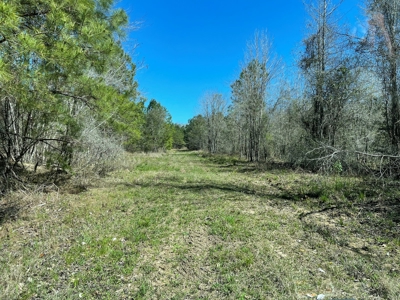 Hunting Land in Crenshaw County - image 15