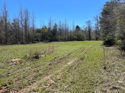 Hunting Land in Crenshaw County - image 6