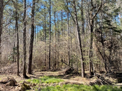 Hunting Land in Crenshaw County - image 22