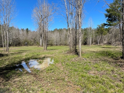 Hunting Land in Crenshaw County - image 18