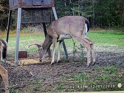 Hunting Land in Crenshaw County - image 44
