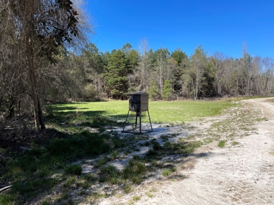Hunting Land in Crenshaw County - image 20