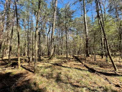 Hunting Land in Crenshaw County - image 34