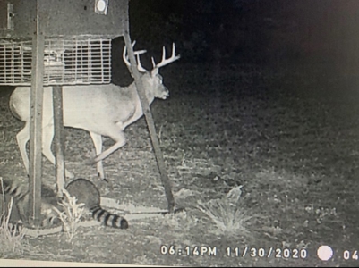 Hunting Land in Crenshaw County - image 43