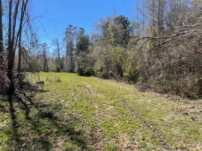 Hunting Land in Crenshaw County - image 3