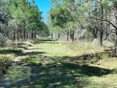 Hunting Land in Crenshaw County - image 1