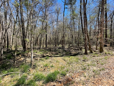 Hunting Land in Crenshaw County - image 29