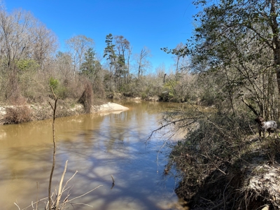 Hunting Land in Crenshaw County - image 7