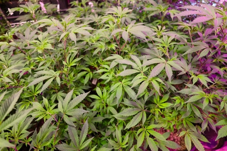 Oklahoma Cannabis Business For Sale - image 1