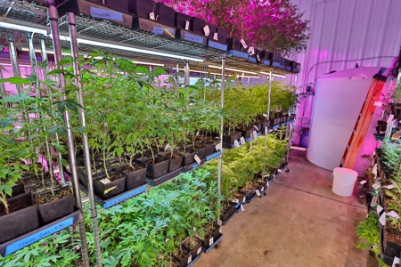 Oklahoma Cannabis Business For Sale - image 14